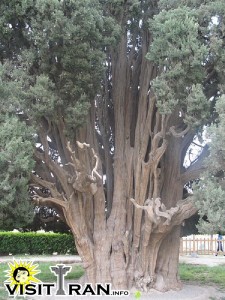 One of the oldest trees in the world